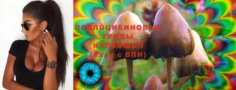 Галлюциногенные грибы Psilocybe  купить  сайты  Мышкин 